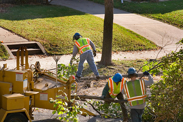 Best Tree Root Removal  in Spring House, PA